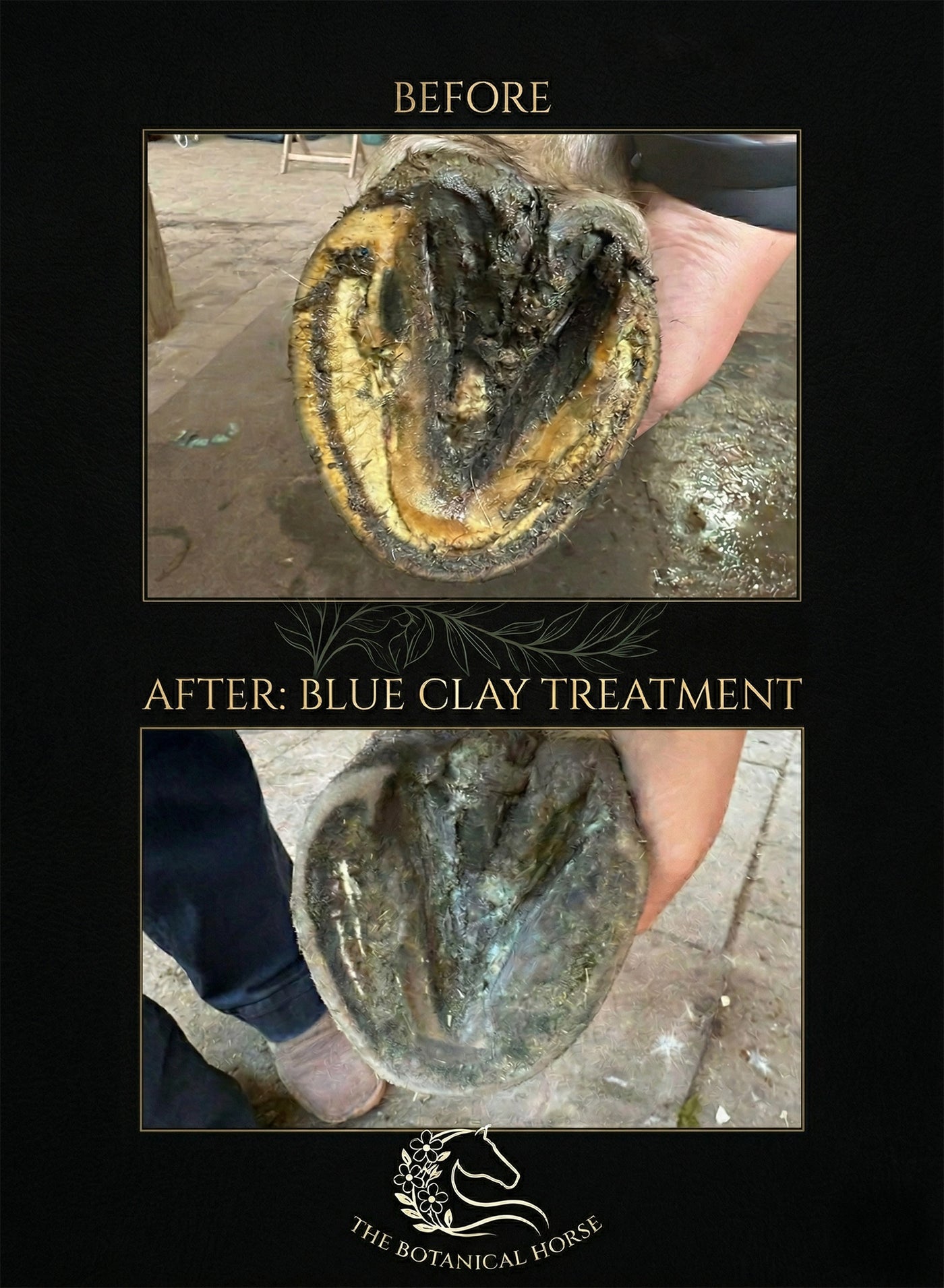Before and after results of Botanical Blue Clay hoof treatment for thrush in horses