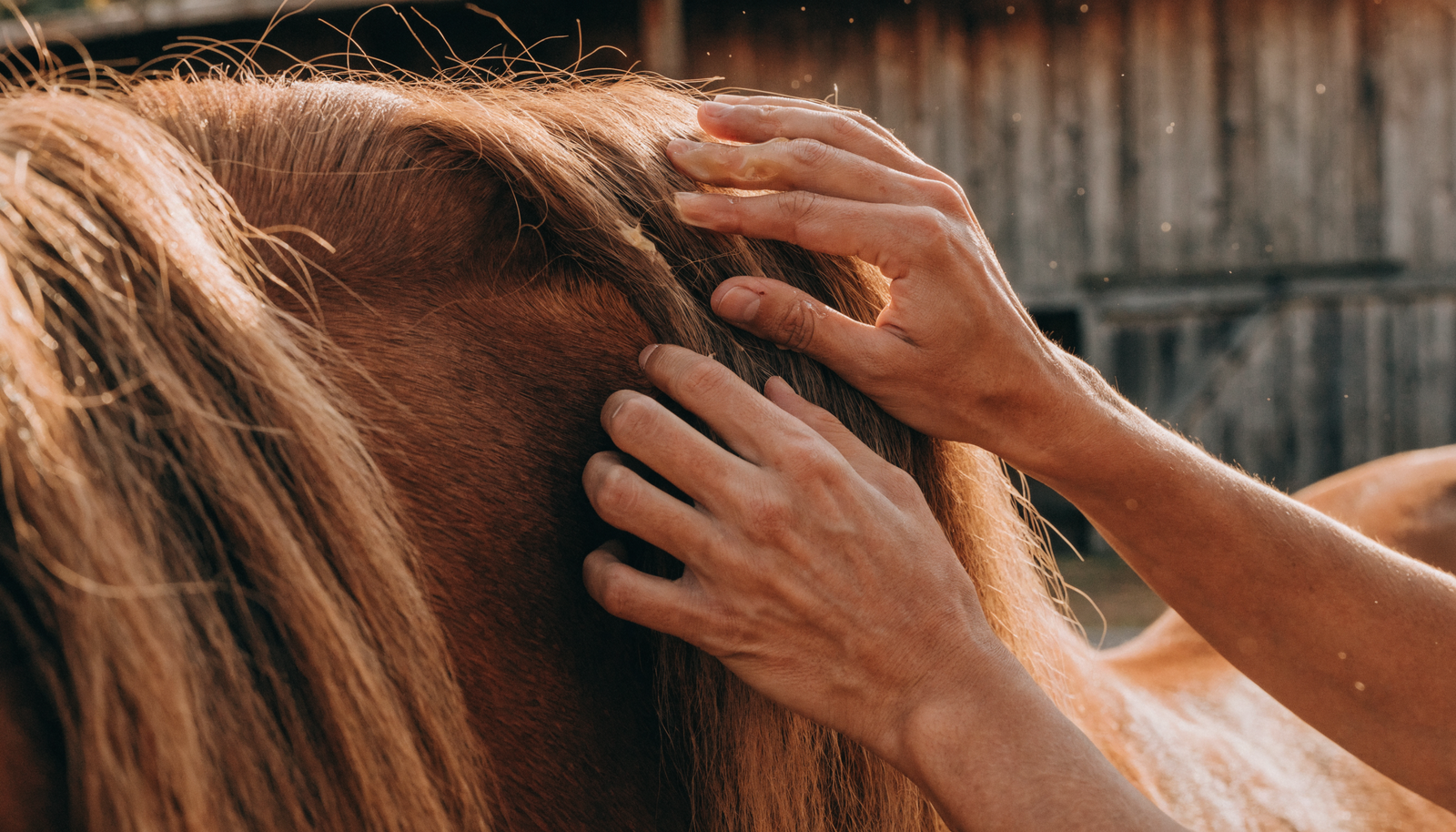 How to Grow a Horse's Mane and Tail: The Root-Level Fix Most Owners Miss