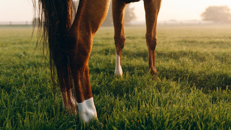 Dew Poisoning in Horses: What It Is, What Causes It, and How to Treat It Naturally
