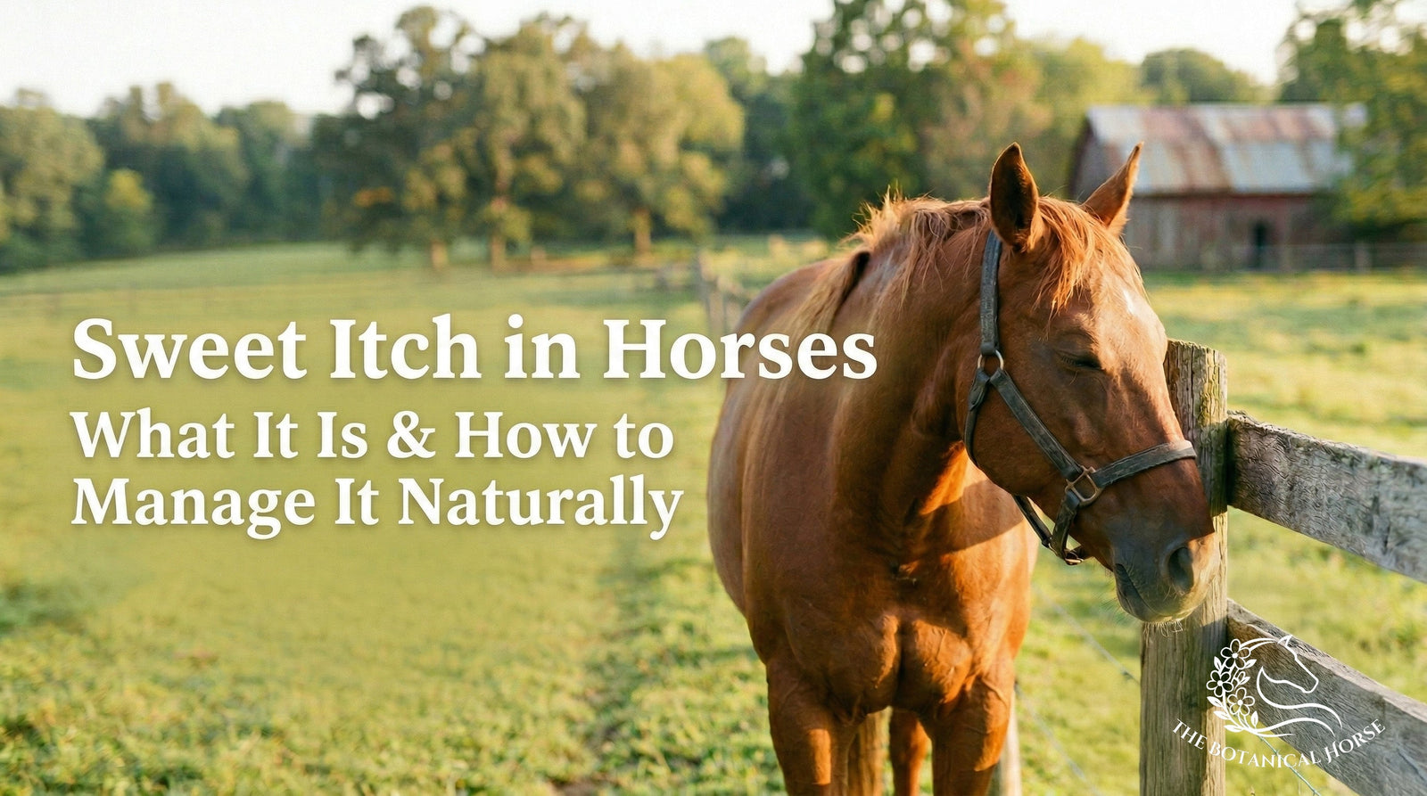 Sweet Itch in Horses: What It Is and Natural Ways to Manage It