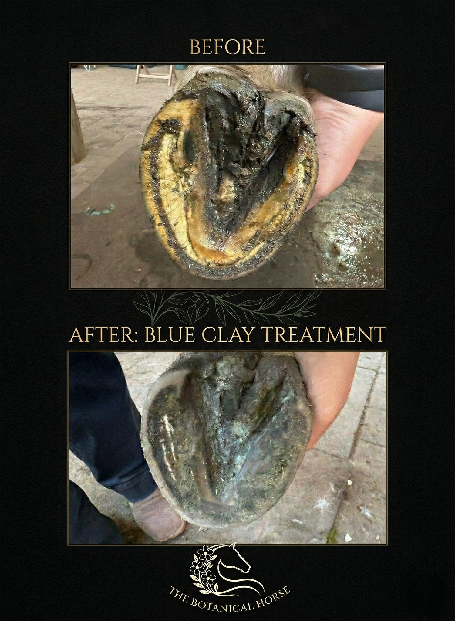 Before and after results of Botanical Blue Clay hoof treatment for thrush in horses